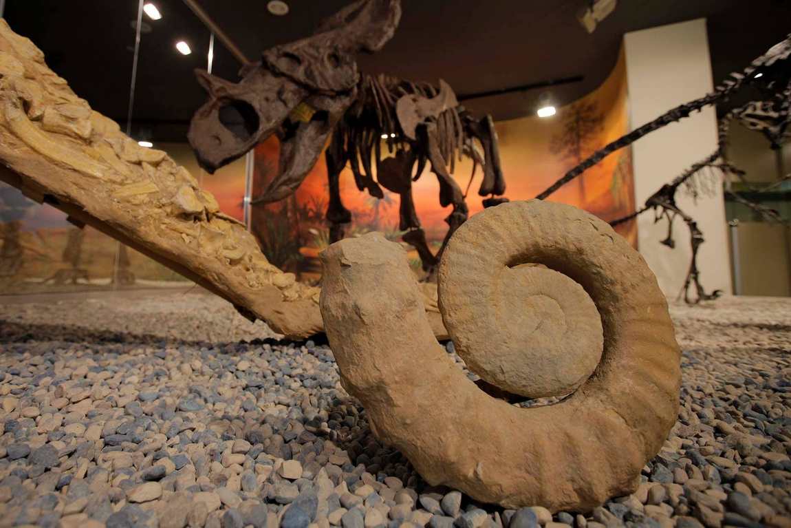 палеонтологический музей в эльче фото 1