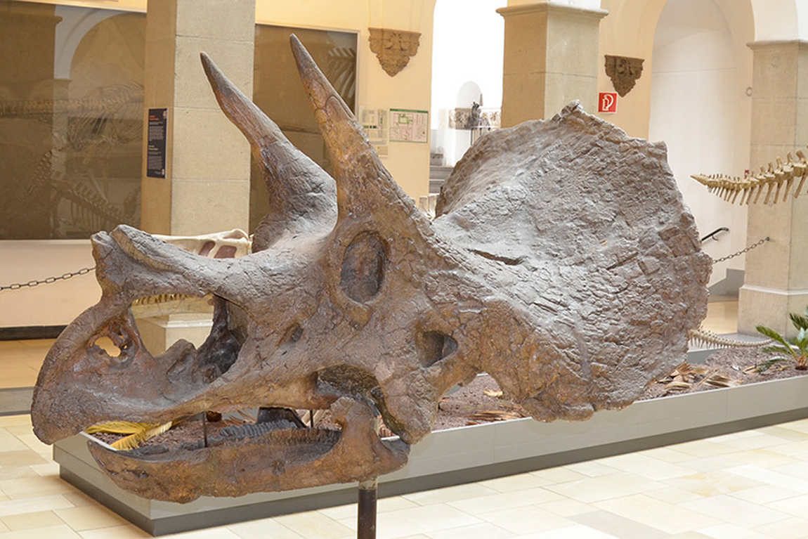 paleontological museum photo 2