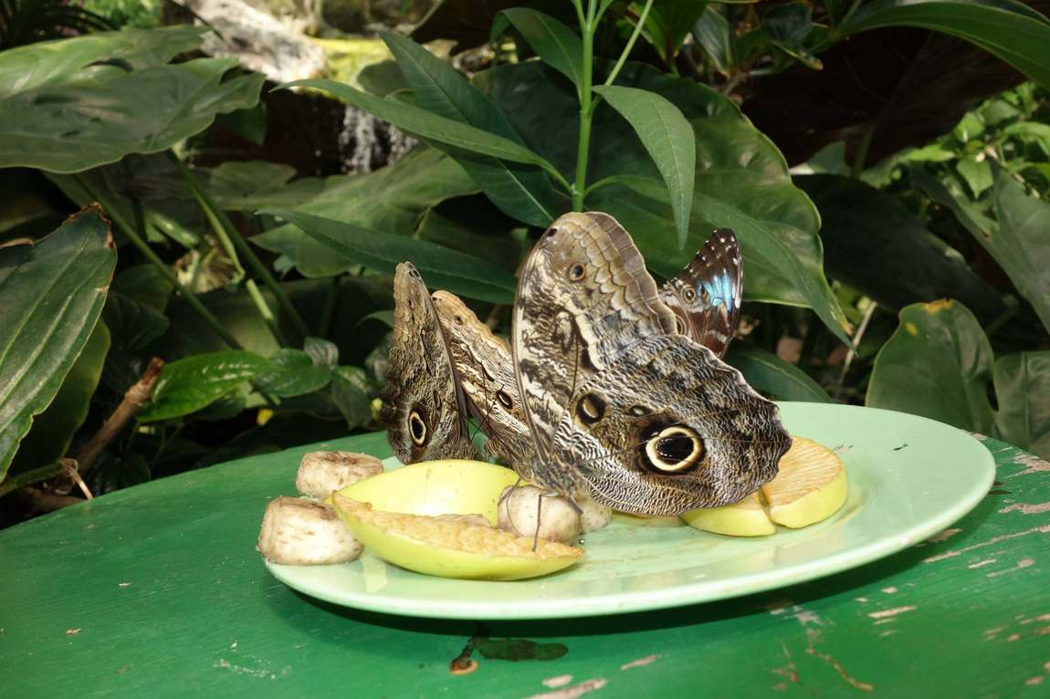 butterfly house photo 4