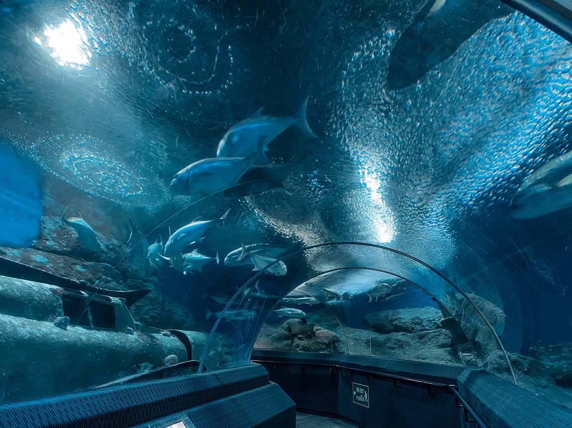 океанариум underwater world pattaya фото 1
