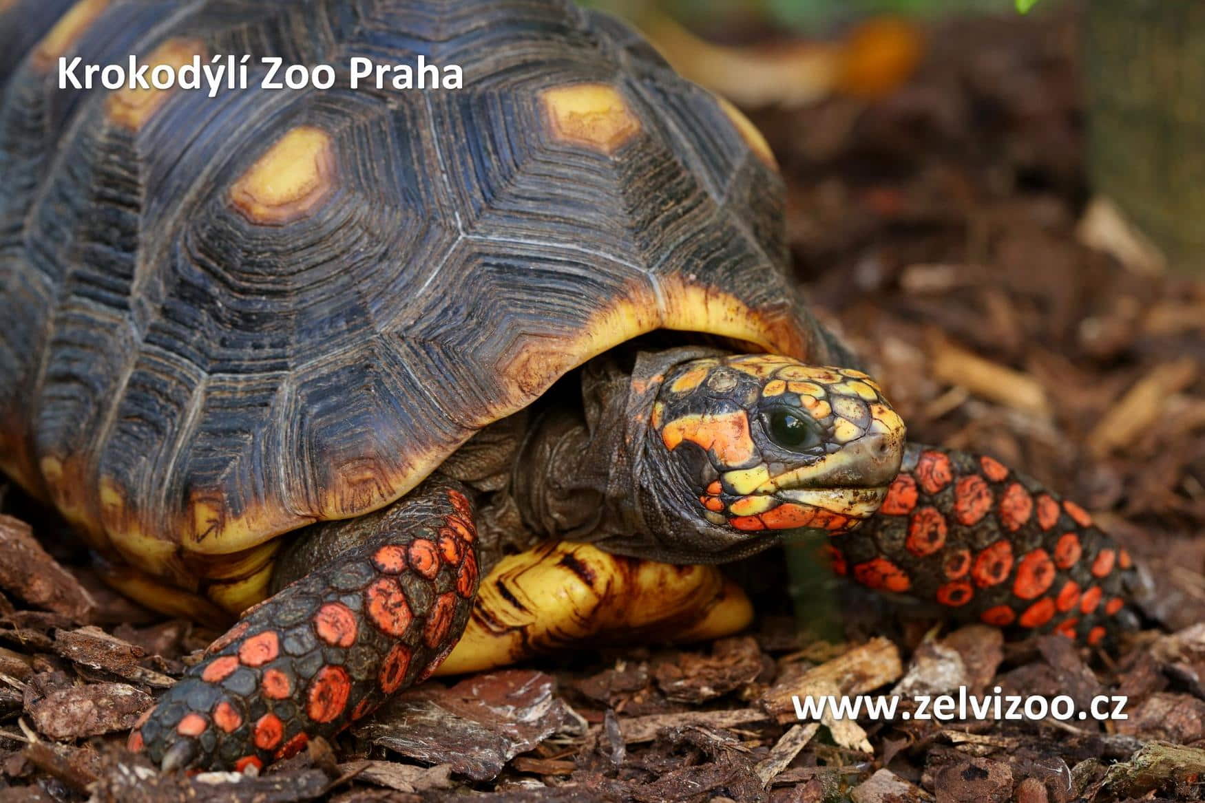 Крокодиловый зоопарк фото 1