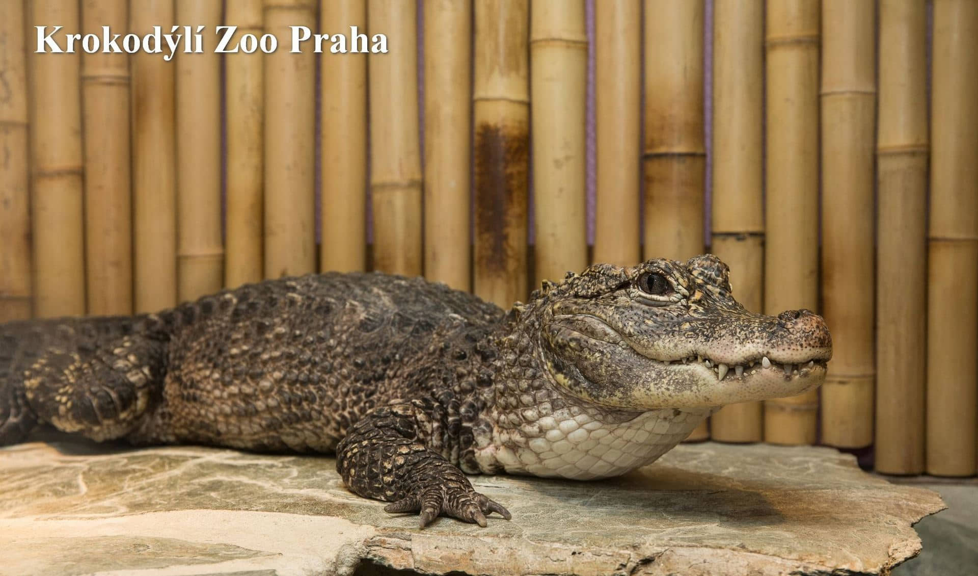 Крокодиловый зоопарк