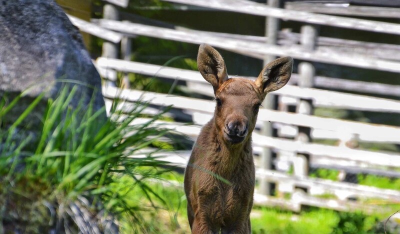 Лосиная Ферма Hirvikartano