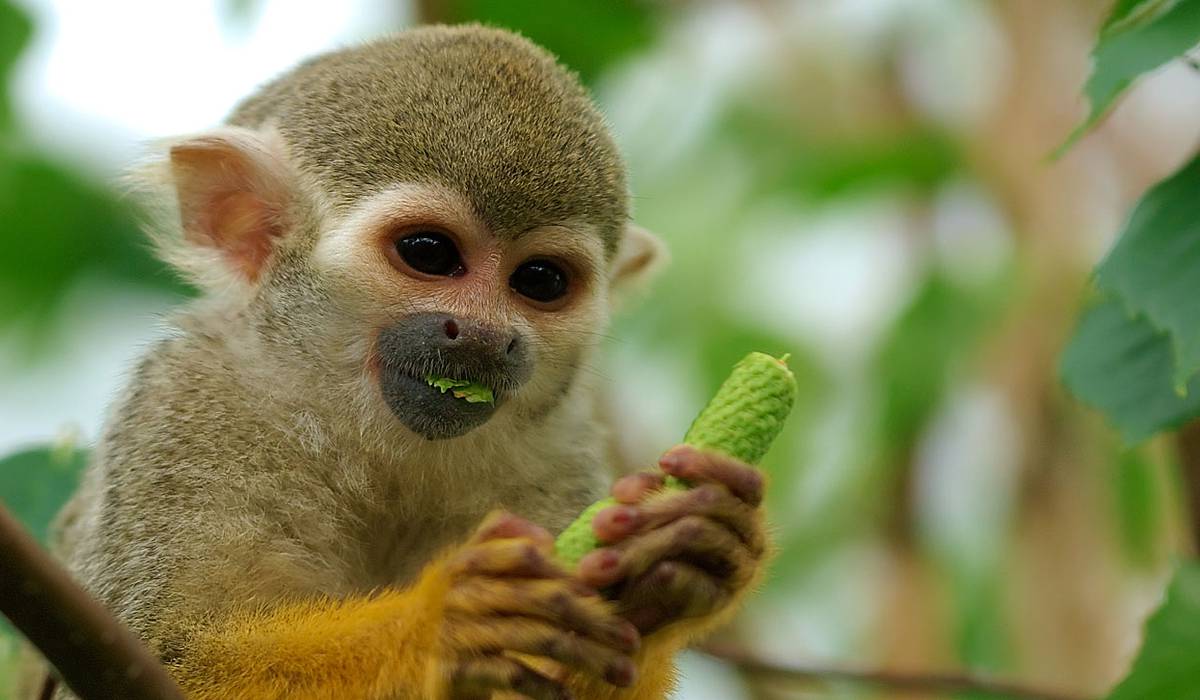 Манки Парк Тенерифе фото 1