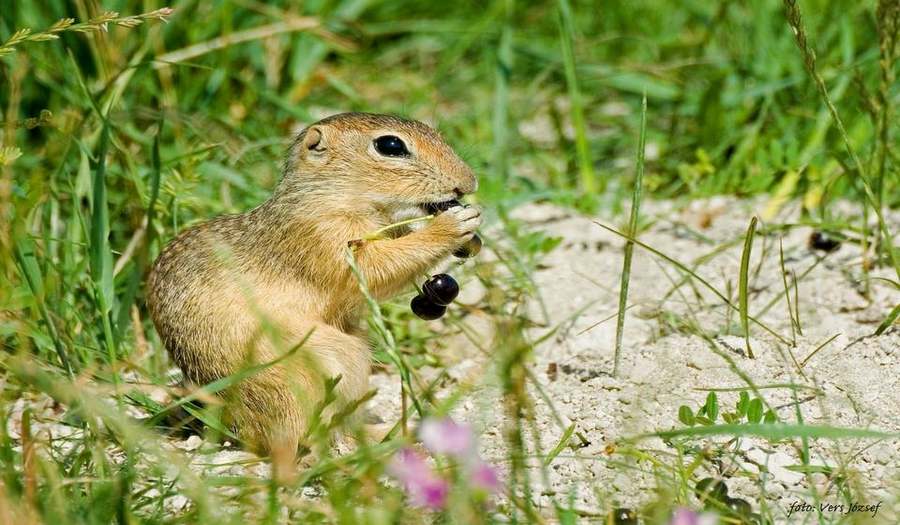 Национальный Парк Прибалатонской Возвышенности фото 1