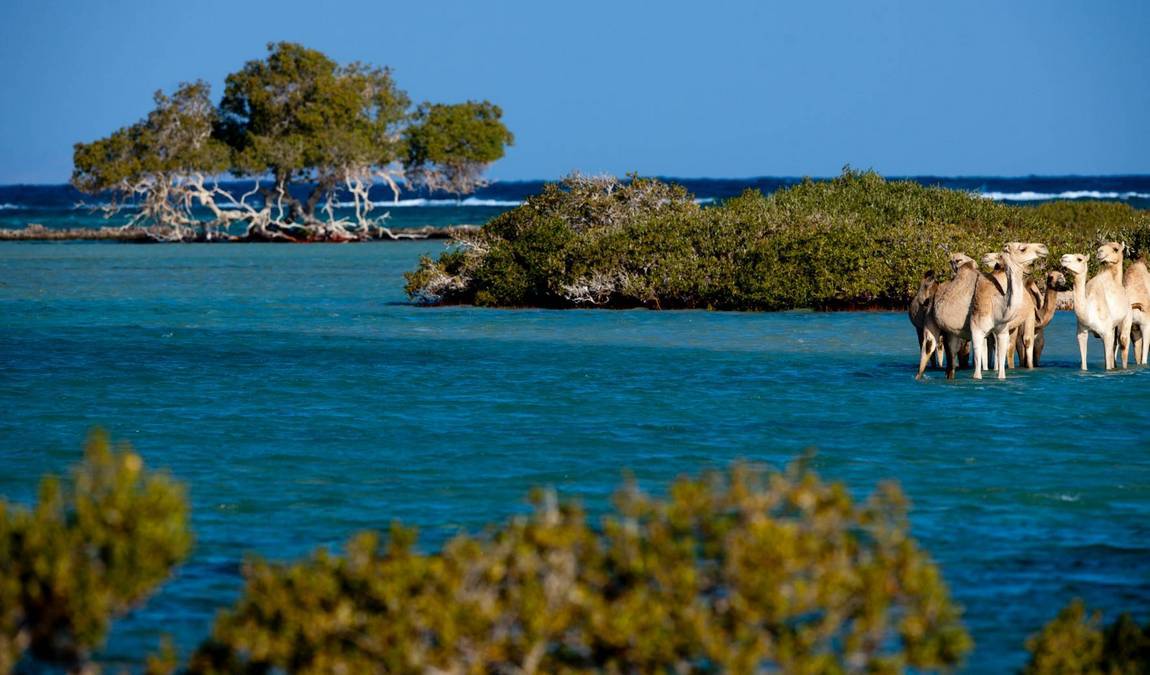 Национальный парк Вади-Эль-Гималь фото 1
