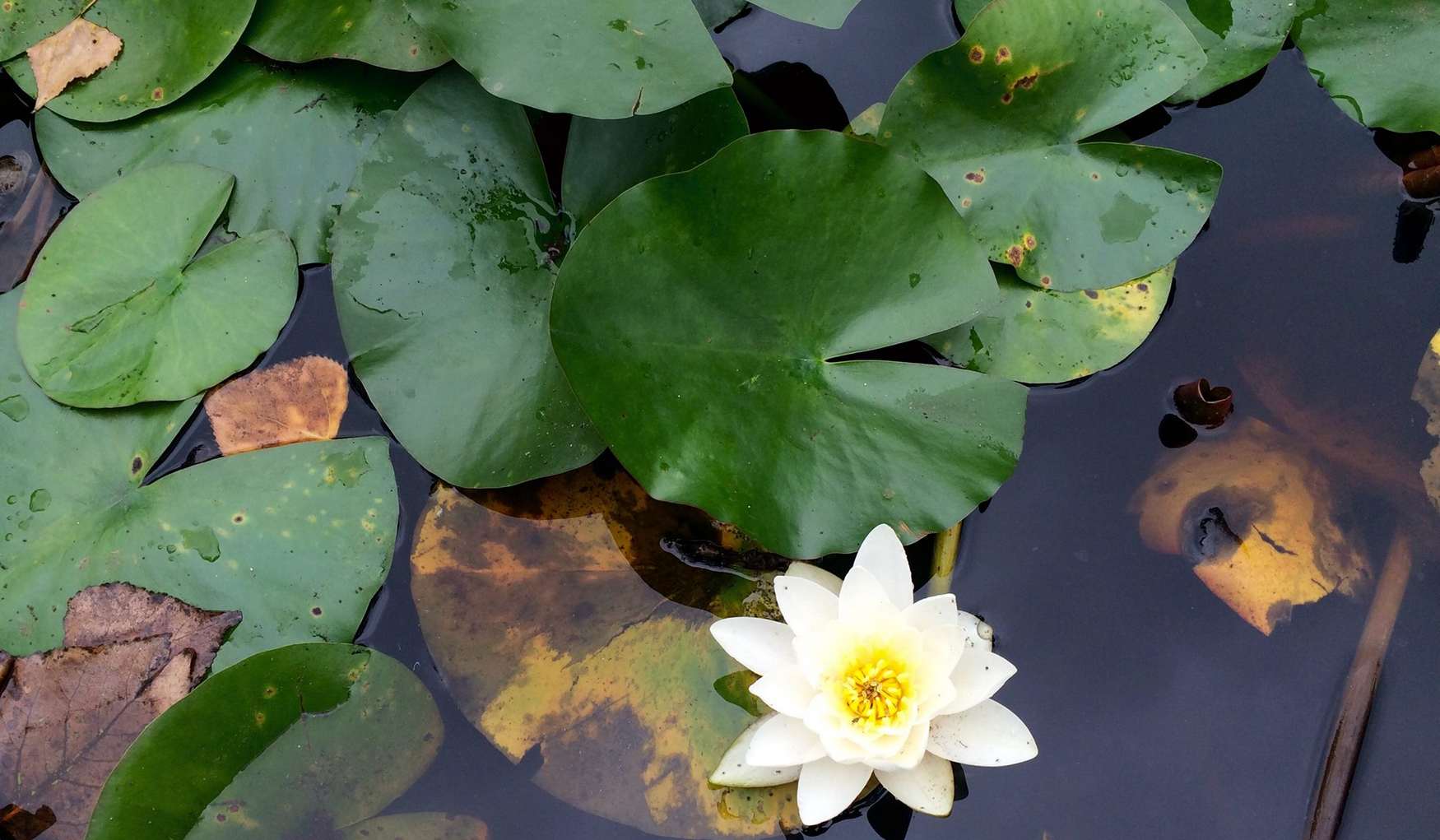 Парк Борисова Градина фото 1