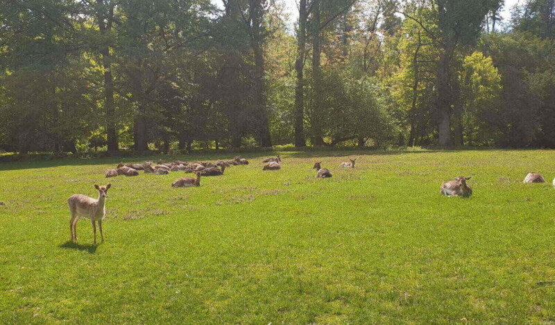 Парк Дикой Природы Grafenberger Wildpark