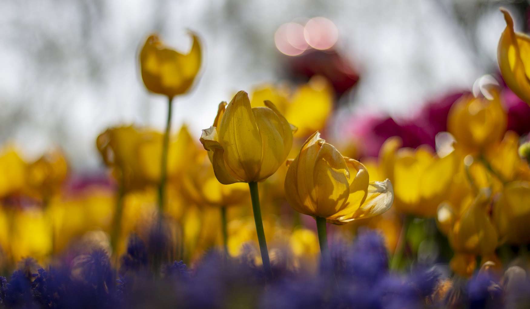 Парк Гюльхане фото 1