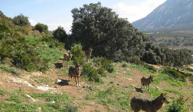 Парк Волков (Lobo Park)