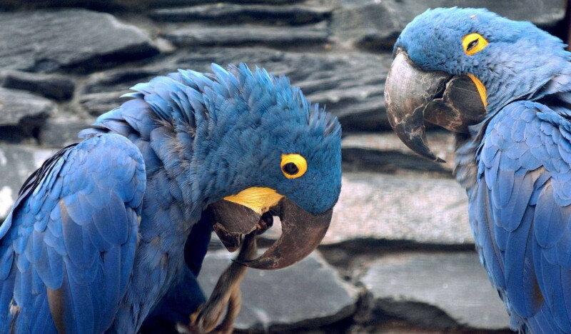 Bird Park Walsrode