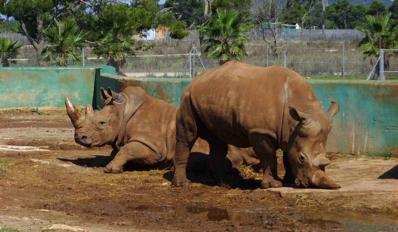 Сафари-Парк Safari Zoo Mallorca