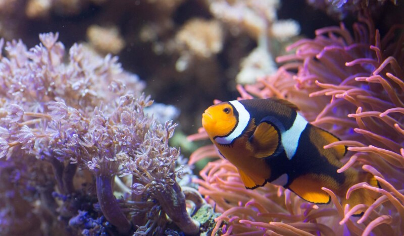 Sea Life Helsinki