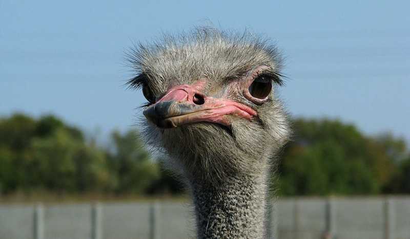 Страусиная Ферма Долина Страусов