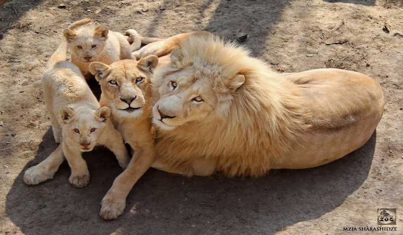 Тбилисский Зоопарк