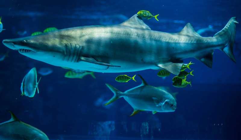 Тропикариум-Океанариум в Будапеште