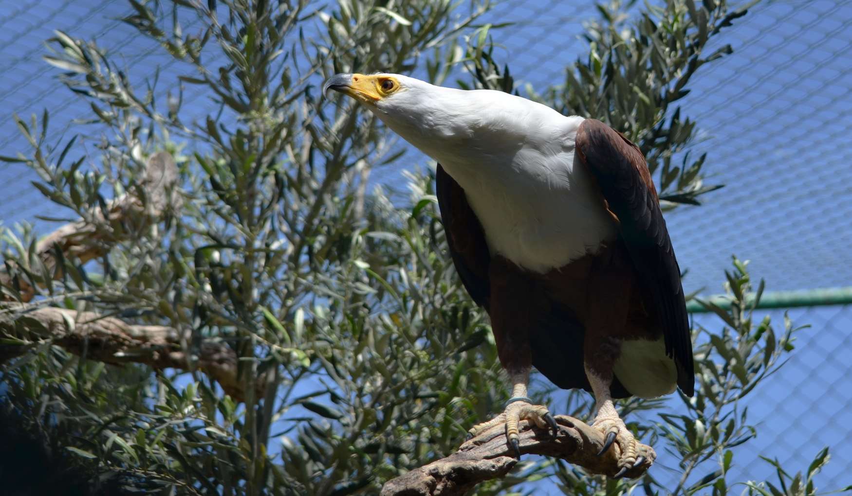 Центр Соколиной Охоты на Мальте фото 1