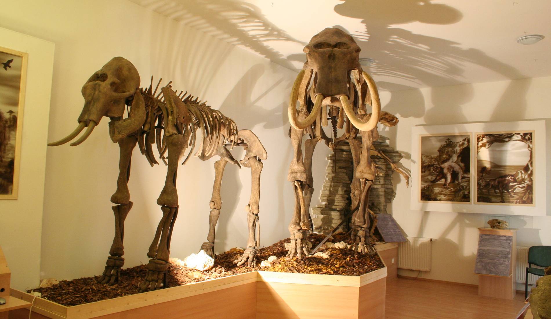 Венгерский Музей Естественной Истории