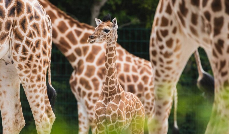 Tierpark Berlin Friedrichsfelde