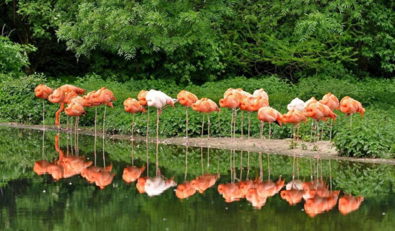 Зоопарк Krefeld Zoo