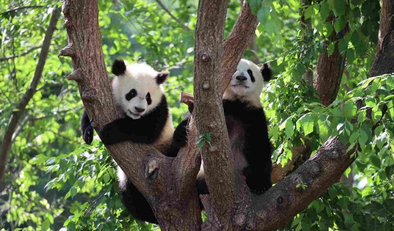 Madrid Zoo