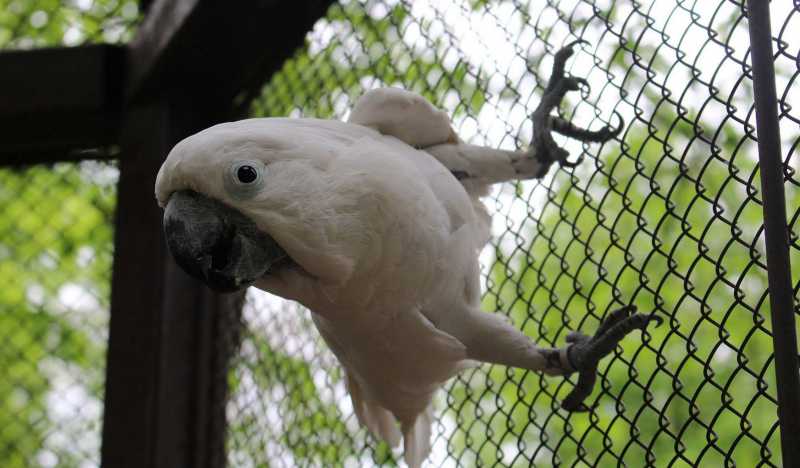 Зоопарк Мишкольца