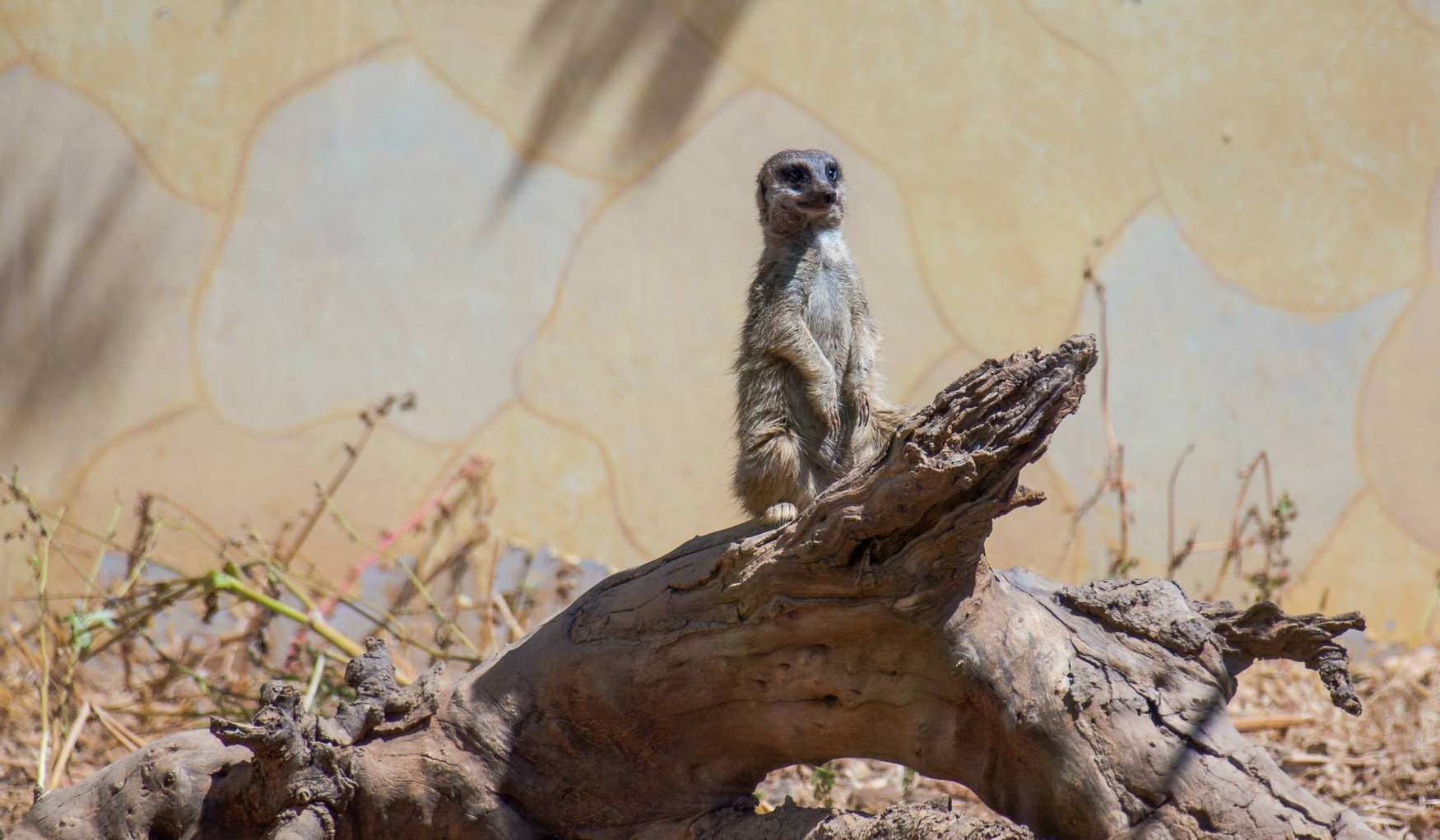 Зоопарк Пафоса фото 1