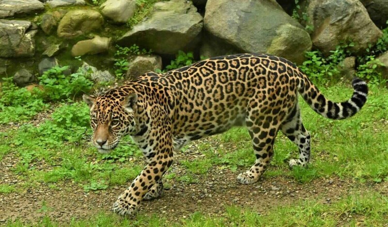 Mundo Park Zoo