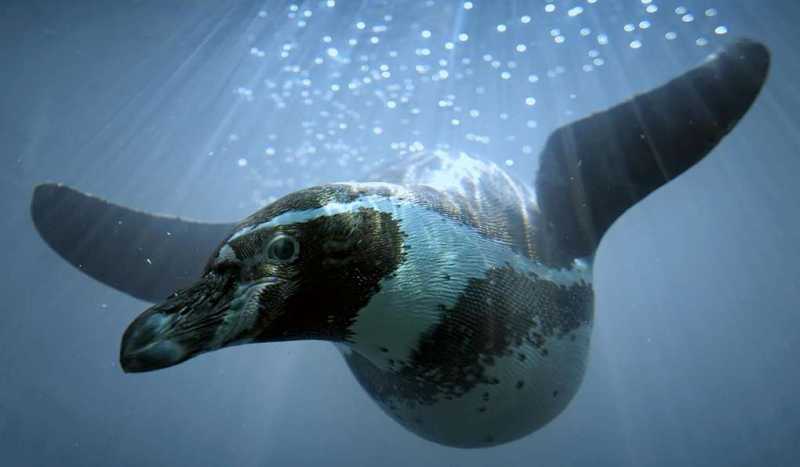 Зоопарк Tierpark Hellabrunn