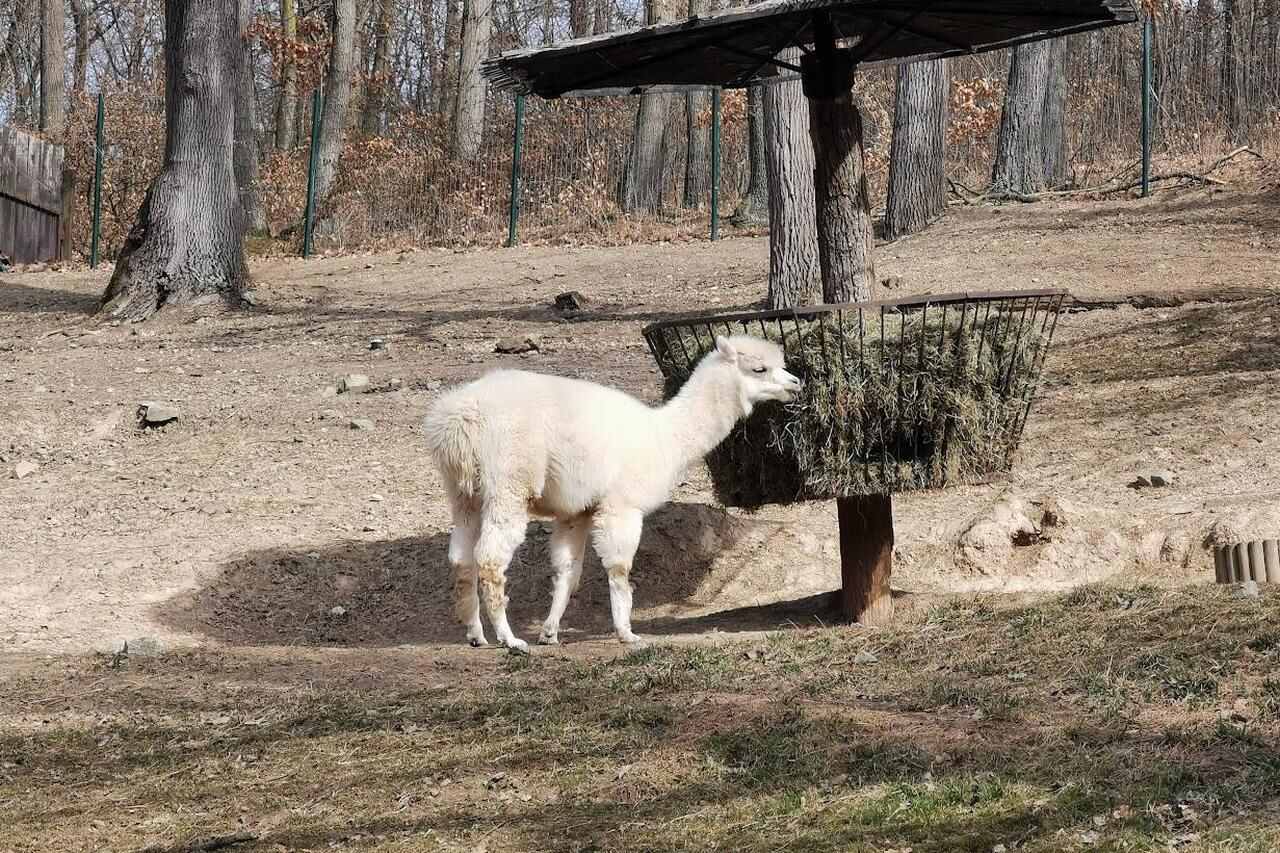 Зоопарк в Брно фото 1