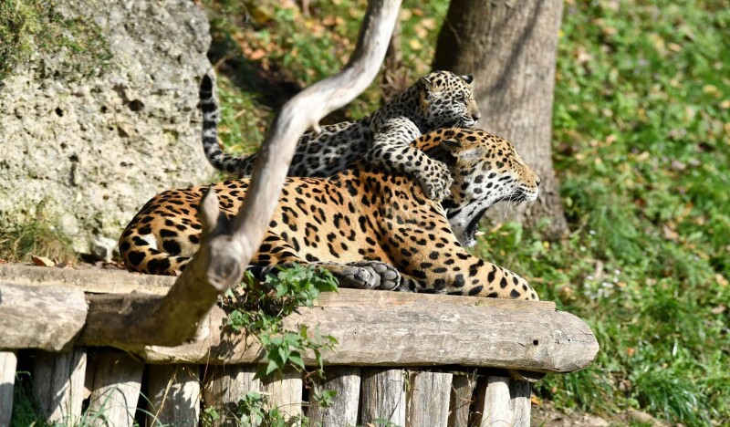 Salzburg Zoo