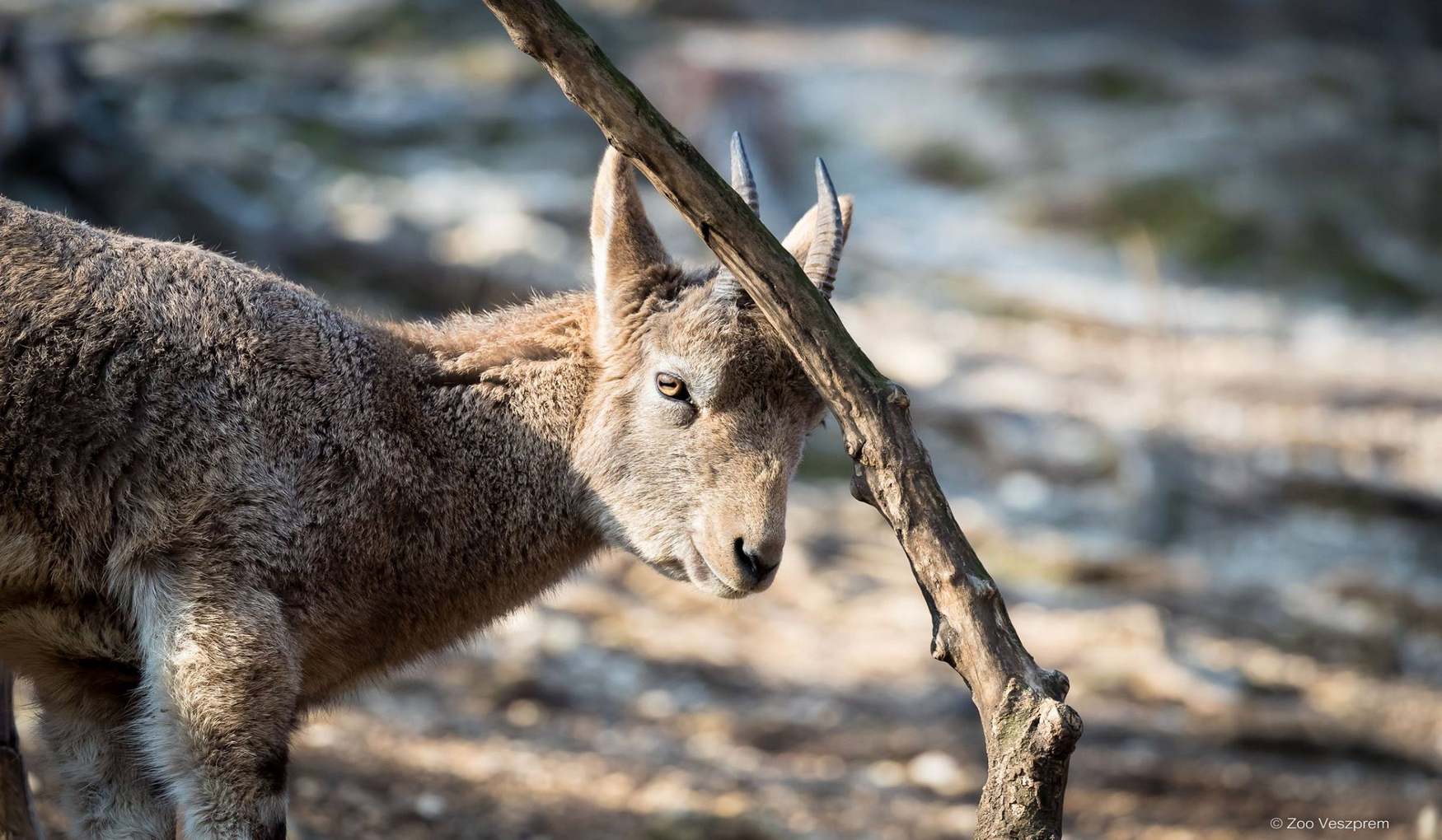 Зоопарк Веспрема фото 1