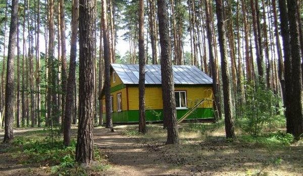 Сосновый бор фото 1