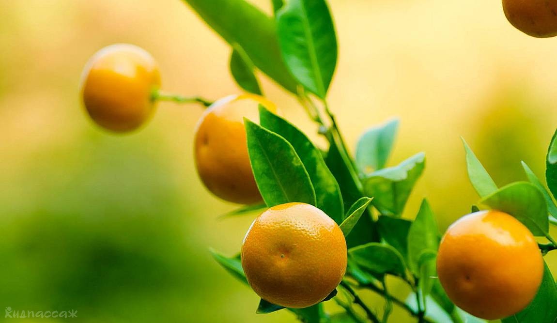 фрукты таиланда фото 24