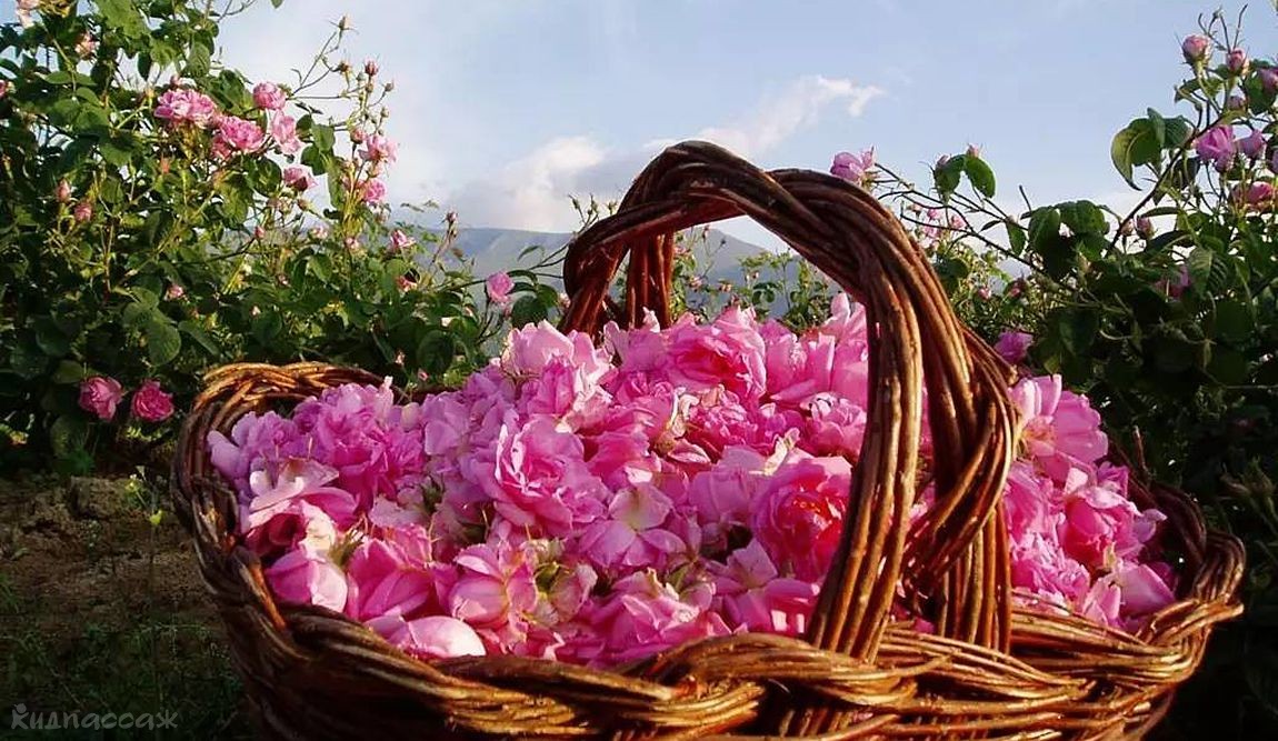 11 интересных фактов о болгарии фото 3