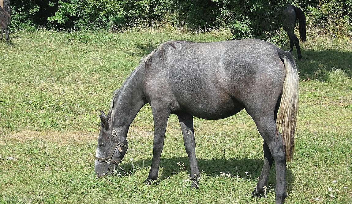11 интересных фактов о словении фото 3