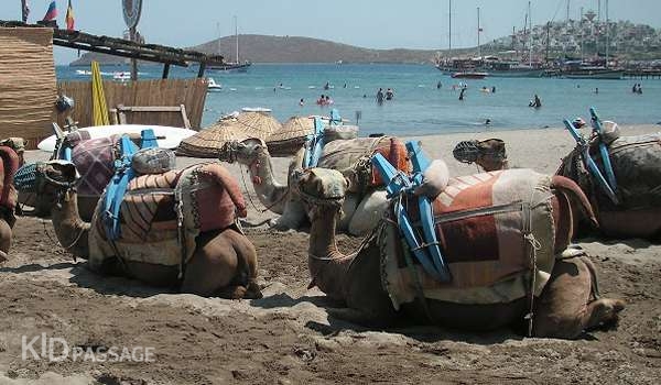 пять лучших развлечений для детей в бодруме фото 4