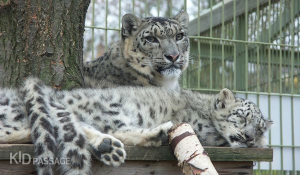 зверята и ребята: лучшие зоопарки россии фото 6