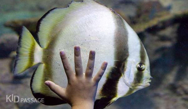 пять лучших семейных развлечений паттайи фото 4