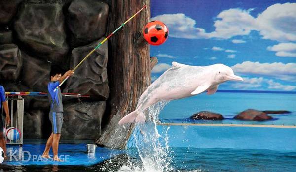 пять лучших семейных развлечений паттайи фото 5