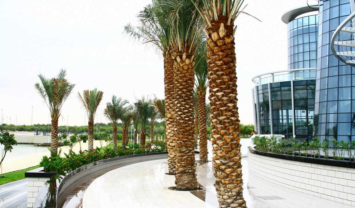 Погода в Абу-Даби в декабре