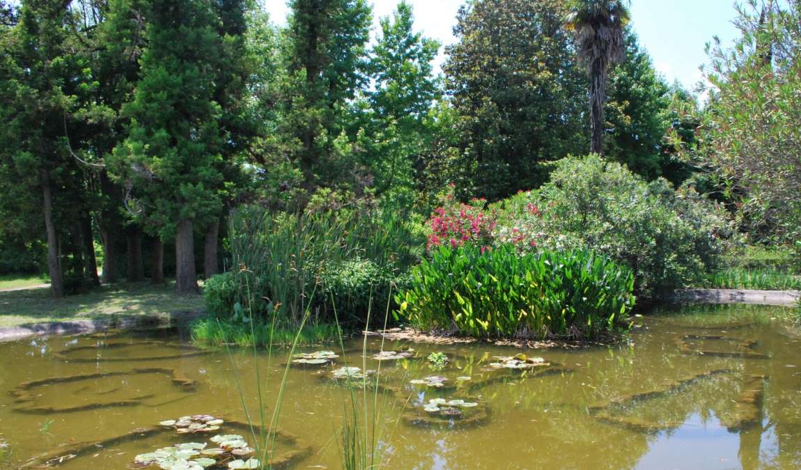 Экскурсионный отдых в дендрологический парк Южные культуры в Адлере в июле