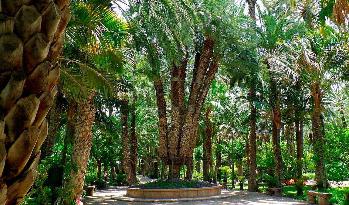 Экскурсионный отдых в Аликанте: зеленый парк El Palmeral