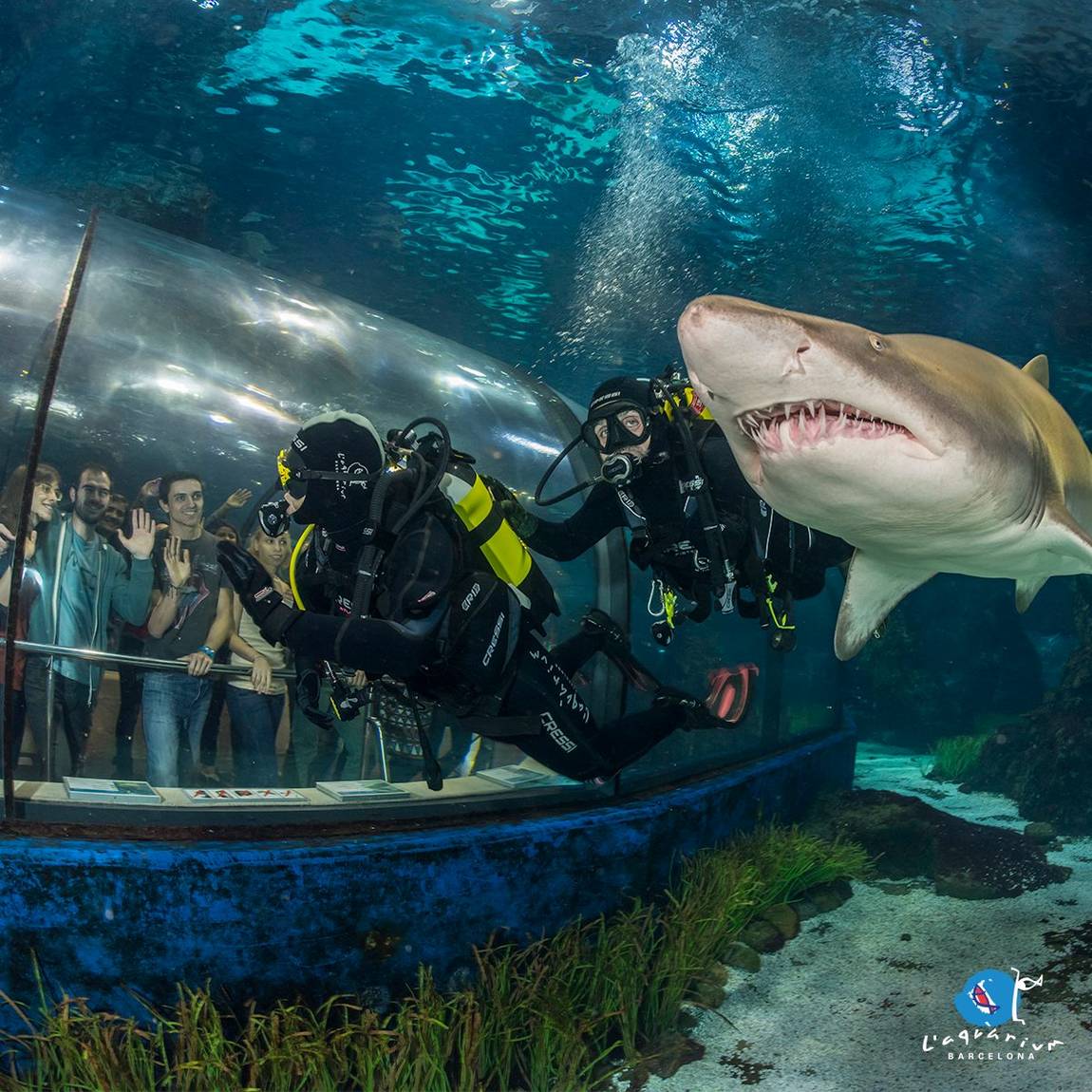 крупнейшие океанариумы мира для ваших детей фото 4