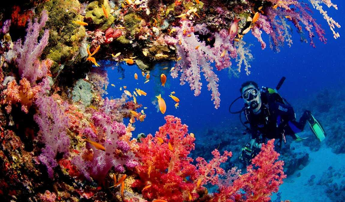 Коралловые рифы Красного моря