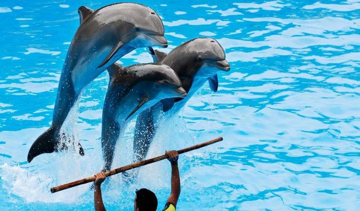 Дельфинарий в Шарм-эль-Шейхе