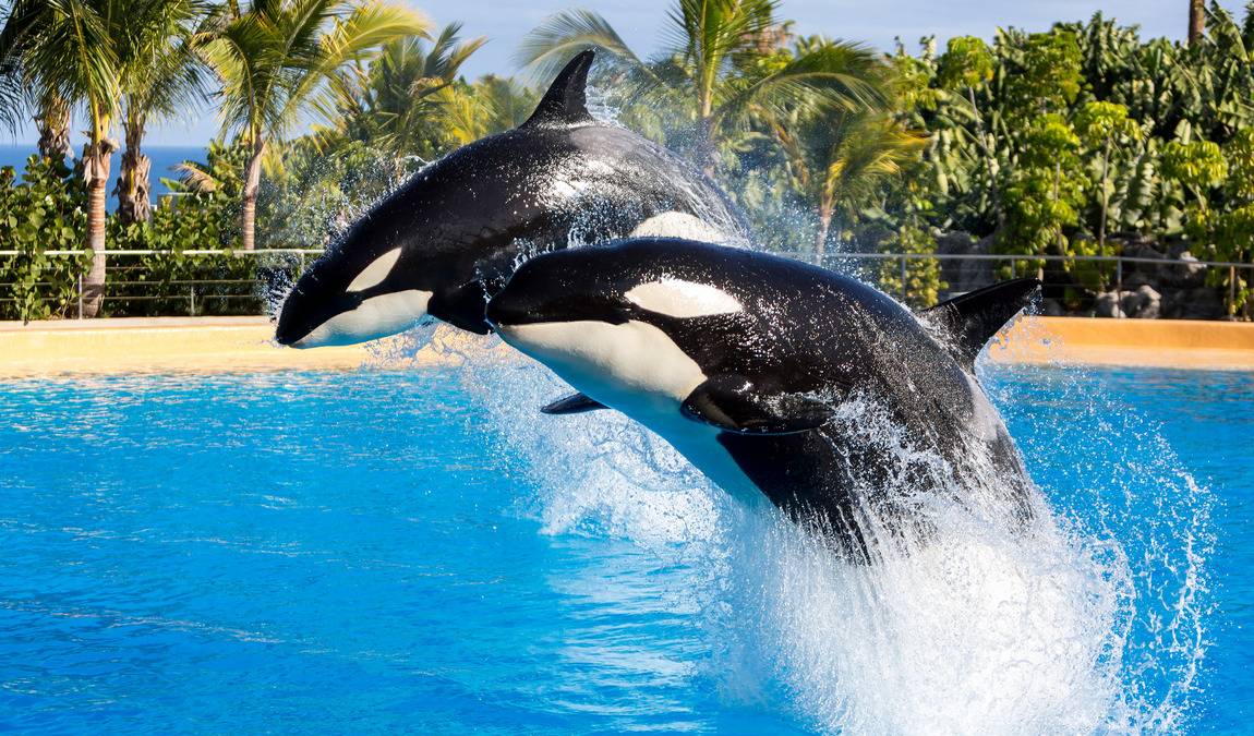 Экскурсионный отдых на Тенерифе: Лоро-парк