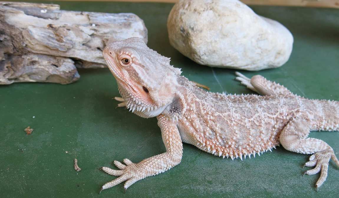 5 лучших семейных развлечений восточного крита фото 4