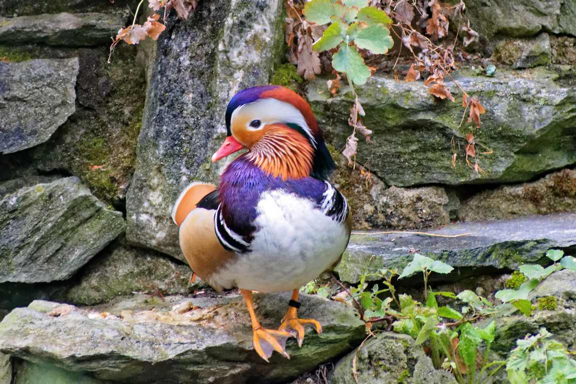 opel zoo photo 3