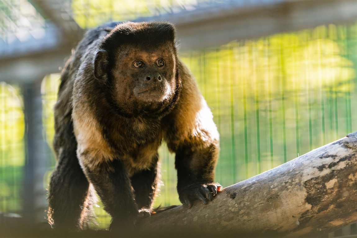 opel zoo photo 4